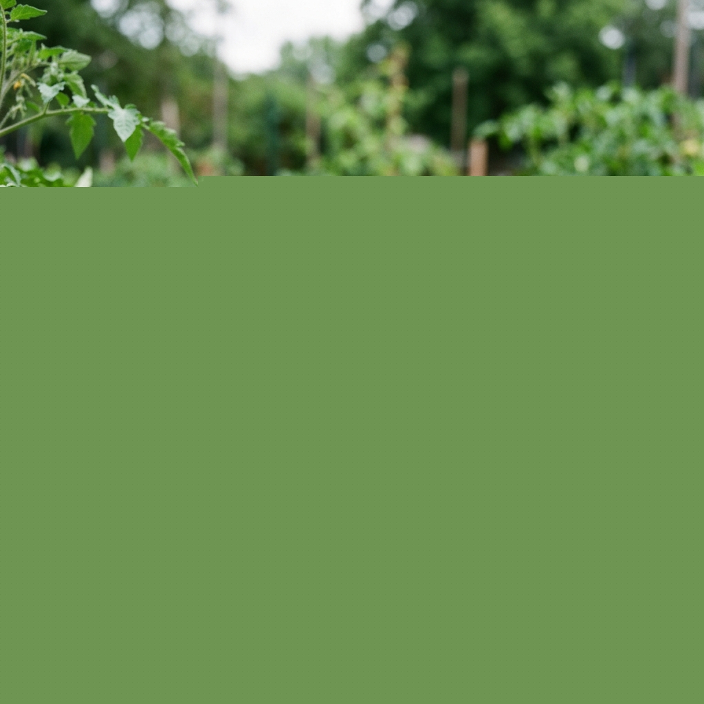 cassava growing stage
