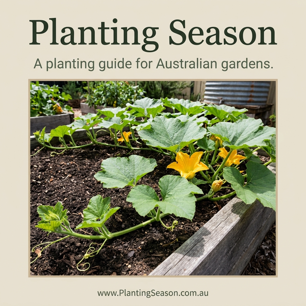 pumpkin growing stage