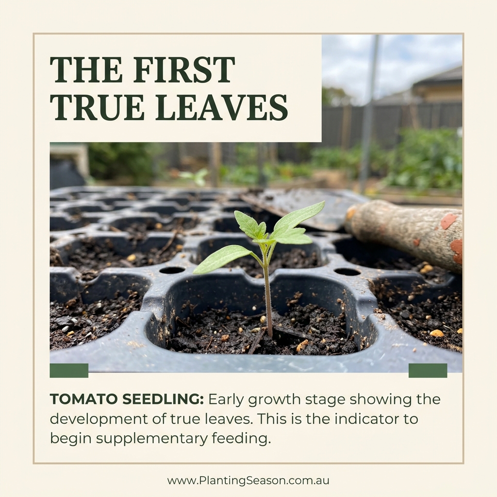 Tomato seedling stage
