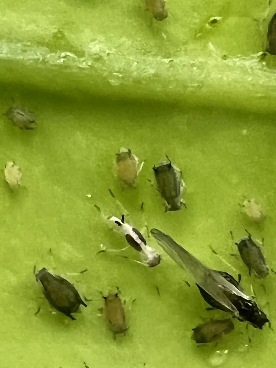 A colony of small dark green and tan aphids with one winged adult on a pale green leaf