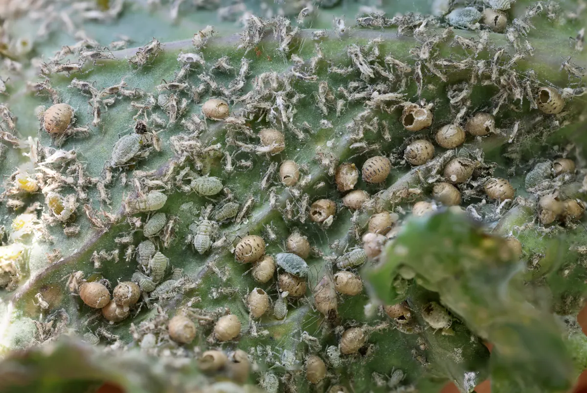 Kale leaf covered with gray aphids, white cast skins and round tan aphid mummies, some with exit holes