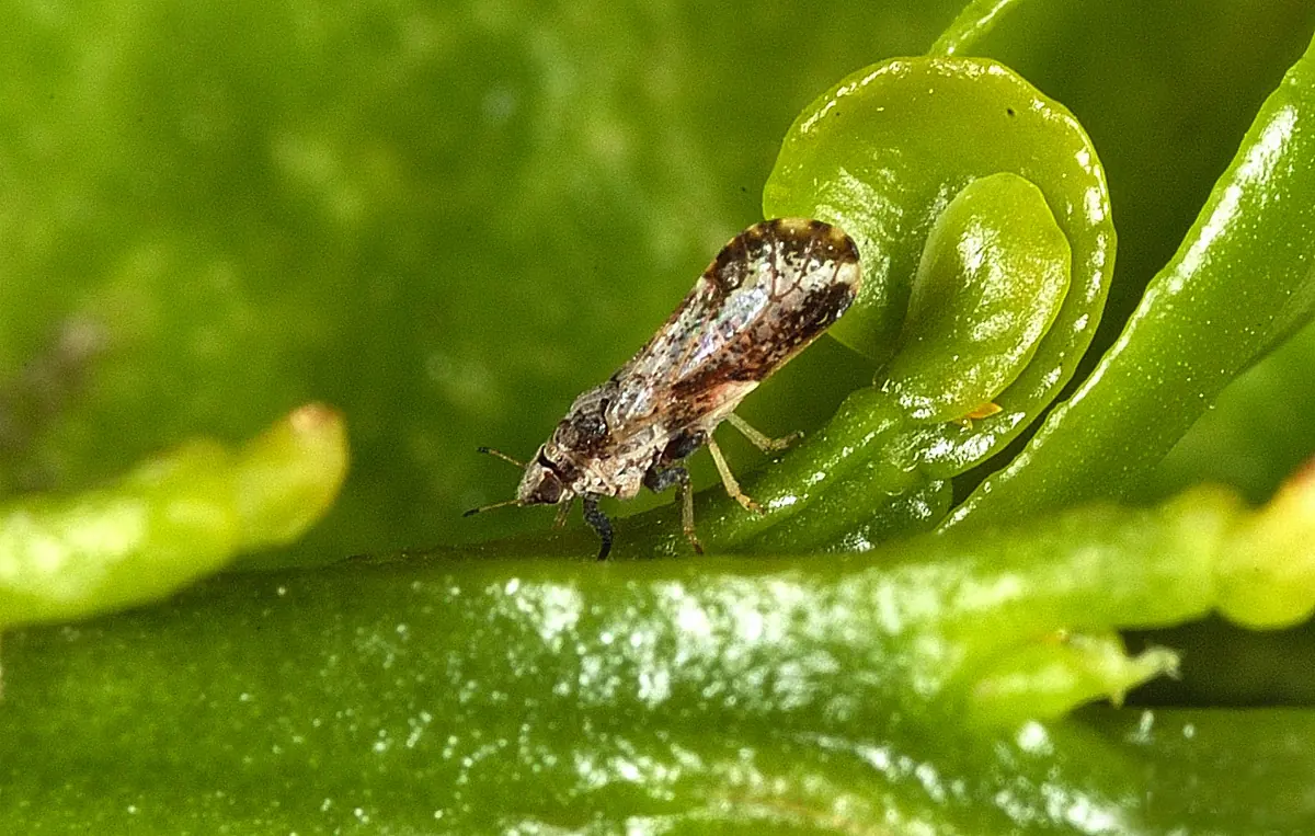 A mottled brown Asian citrus psyllid adult feeding on a tender green citrus shoot with its body tilted upward