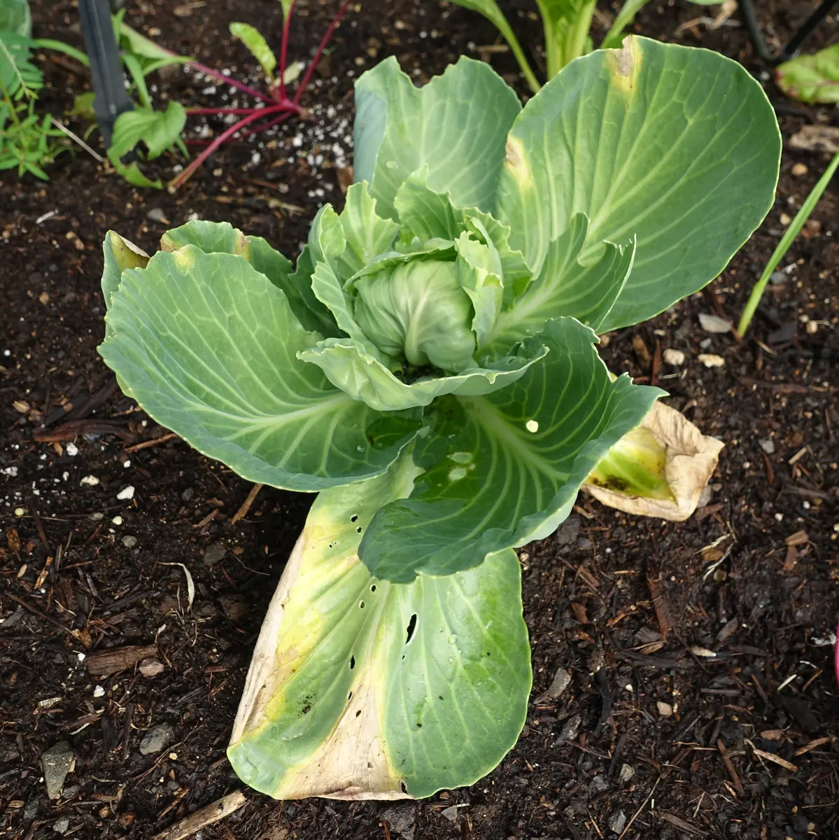 Young cabbage plant with yellow and brown dead patches spreading in from the edges of its outer leaves
