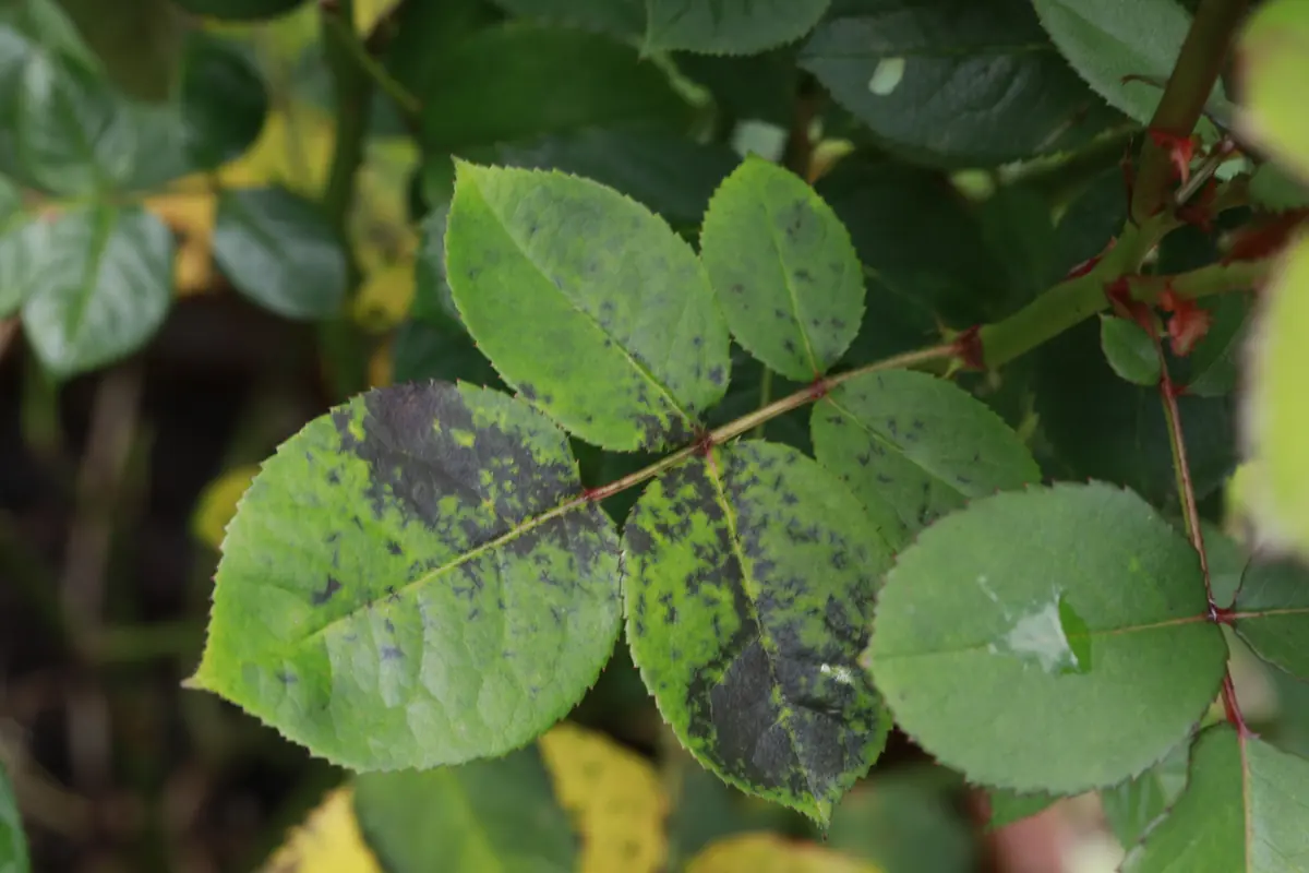Rose leaflets covered in dark, fringed black blotches with yellowing between them