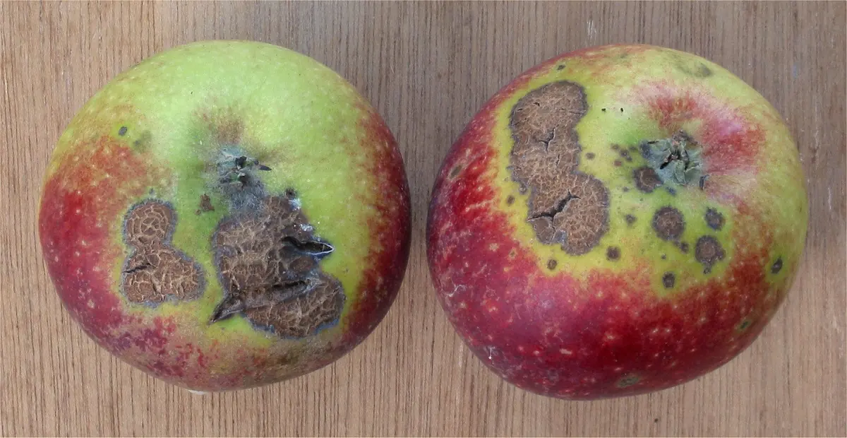 Two apples with dark brown, rough, corky scab patches on their skin