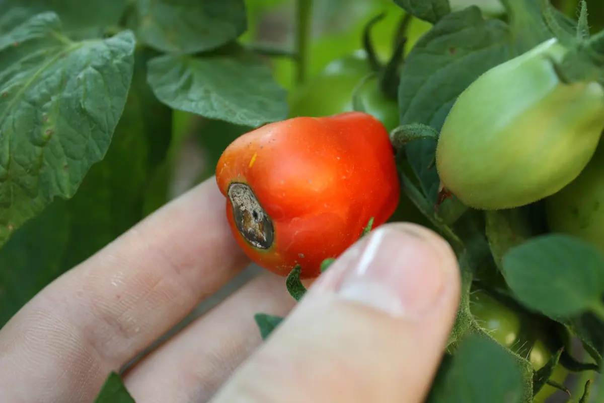 Hand holding a ripening red tomato with a dark, sunken, leathery patch on its blossom end