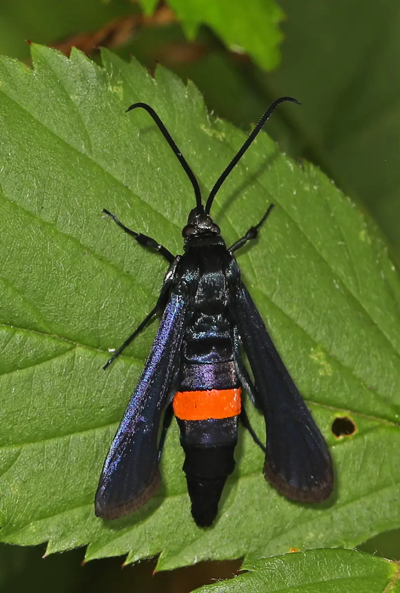 A steel blue female peachtree borer moth with a bright orange band around its body resting on a leaf