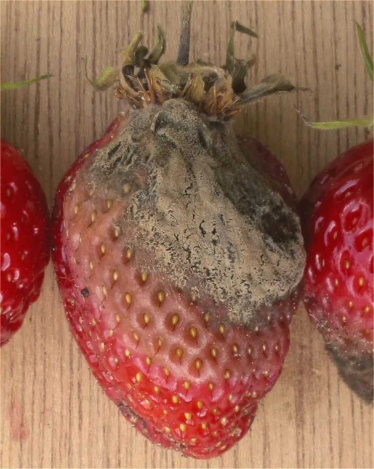 Ripe strawberry with gray fuzzy mold covering the top half near the cap