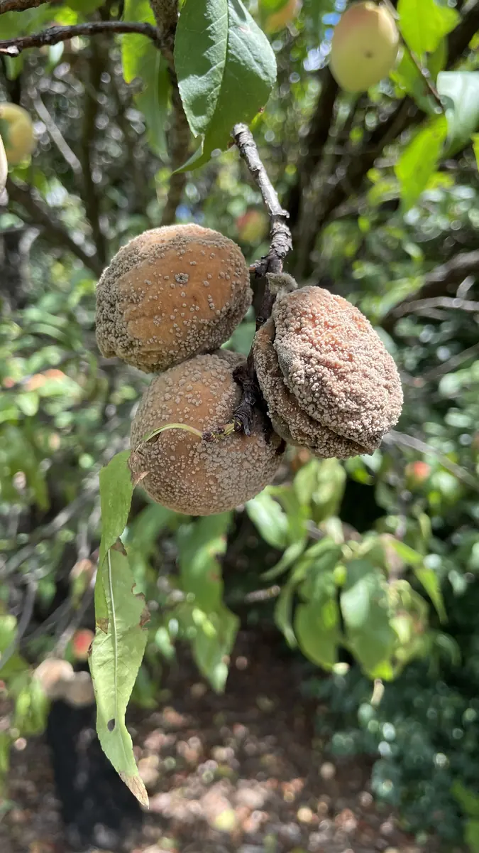 Three shriveled brown peaches on a branch covered in small gray-tan tufts of fungal spores