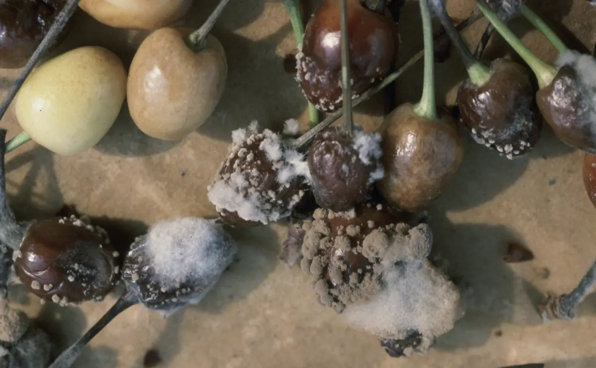 Several cherries with brown rot, some shriveled and covered in powdery tan and gray spore masses