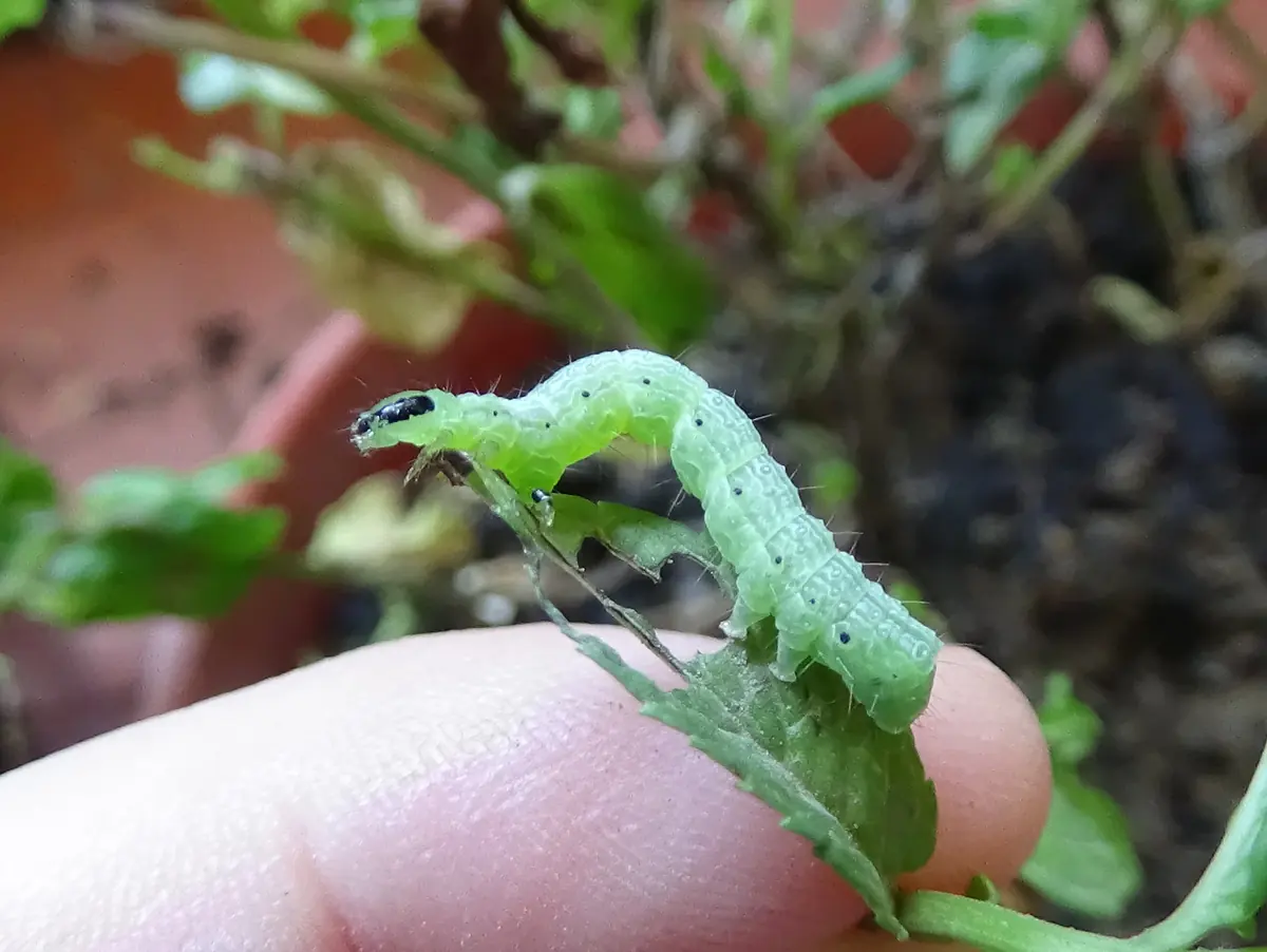 A pale green cabbage looper caterpillar arching its body as it walks over a leaf held on a fingertip