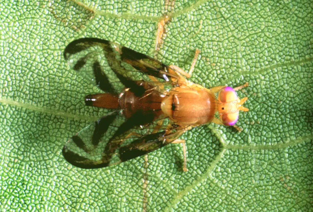 An orange-brown fruit fly with pink eyes and clear wings marked with dark brown bands, resting on a green leaf