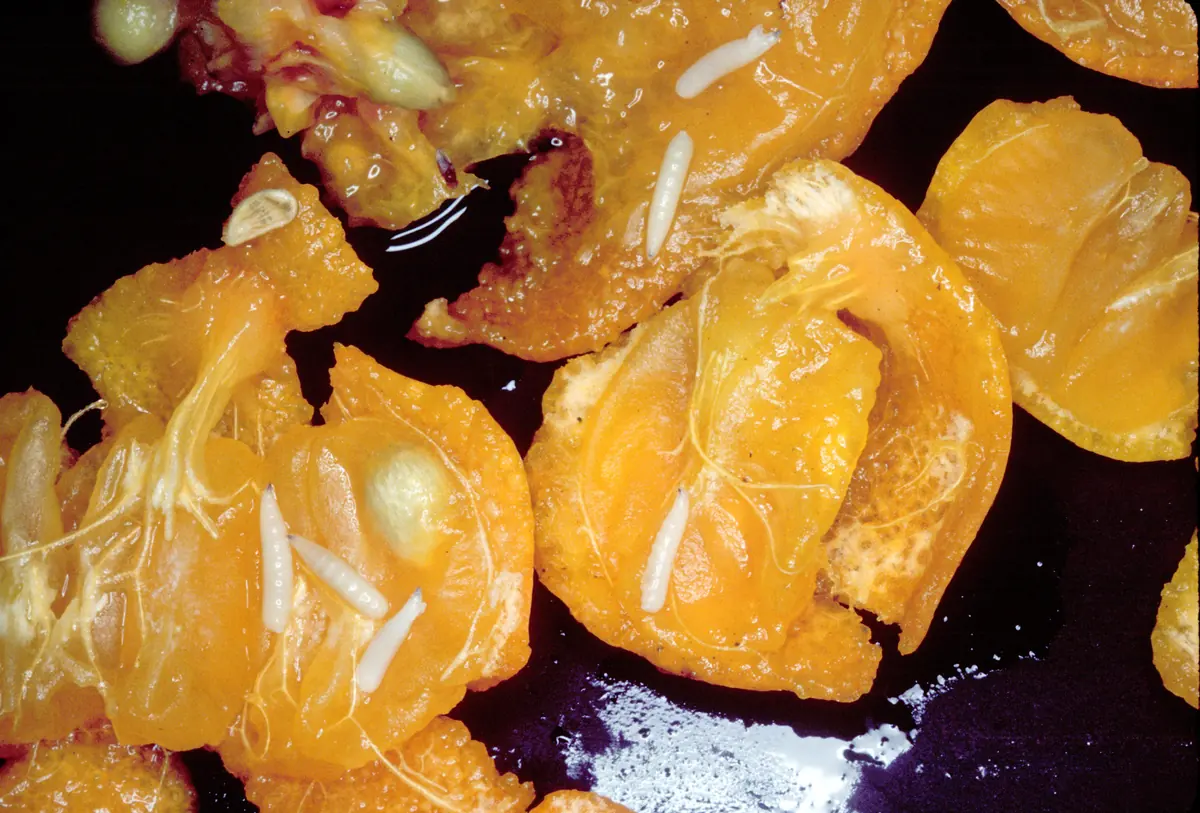 Several creamy white maggots lying in the broken-open orange flesh of a fruit