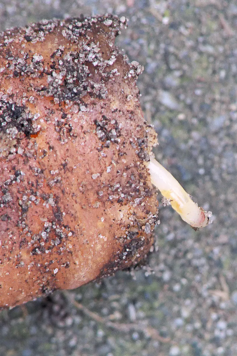 A creamy white carrot rust fly maggot emerging from a scarred, soil covered root