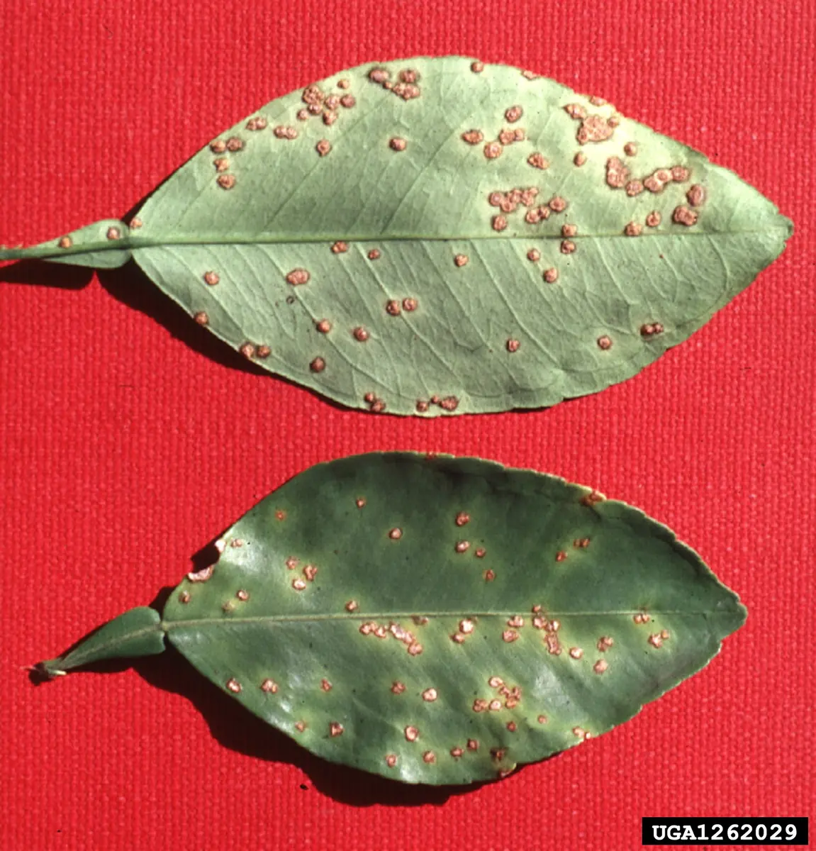 Two grapefruit leaves on a red background, both dotted with raised, tan, corky spots