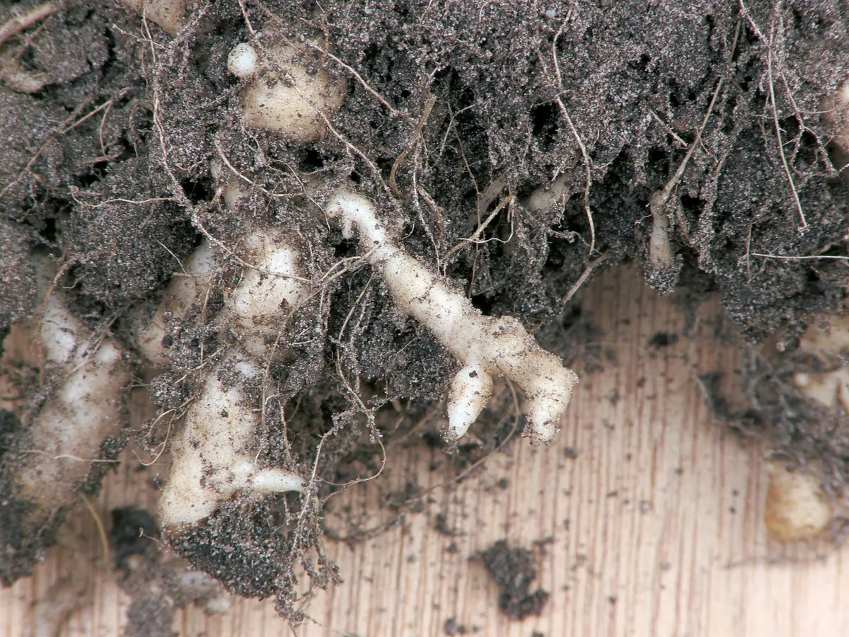 Cauliflower roots with thick, white, finger-like swellings among the soil