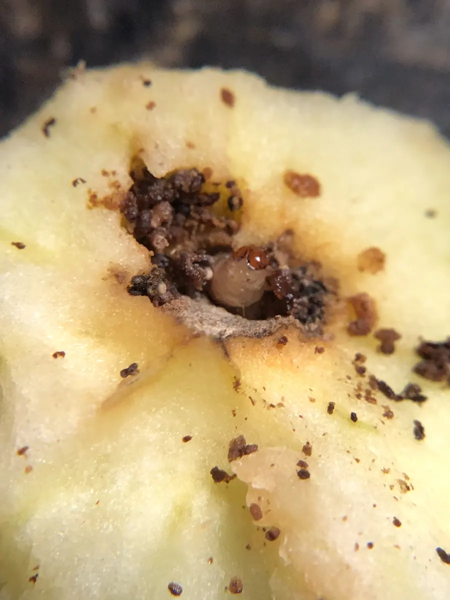 A cut apple with a pale codling moth larva sitting in a cavity packed with brown crumbly frass