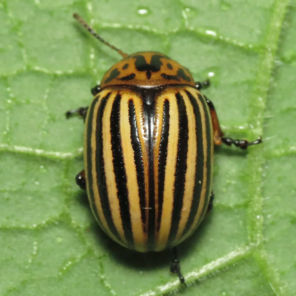 A Colorado potato beetle with cream and black striped wing covers on a green leaf