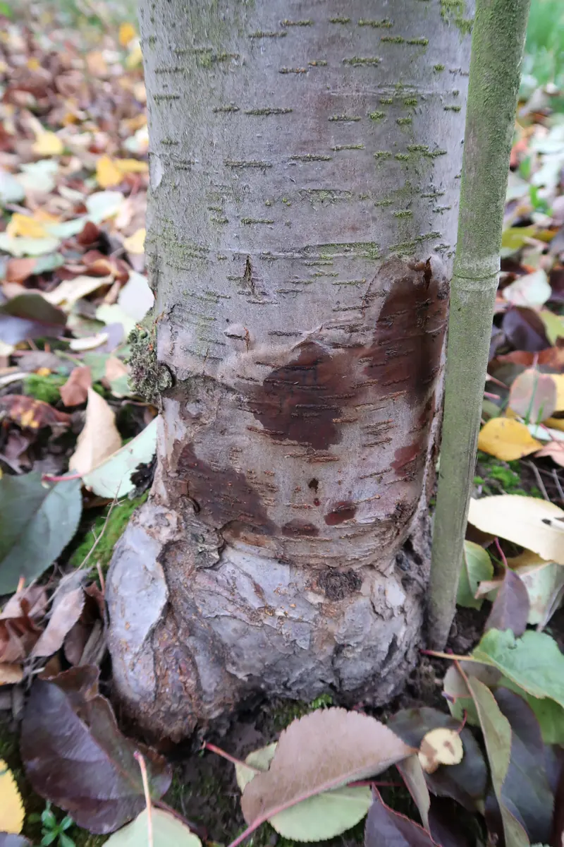 Base of a young tree trunk with a dark brown, water-soaked lesion spreading up from the soil line