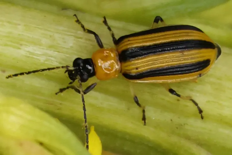 A striped cucumber beetle with yellow and black striped wing covers and an orange thorax on a pale green plant