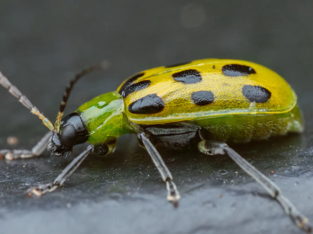 A spotted cucumber beetle, yellow green with black spots, standing on a dark surface