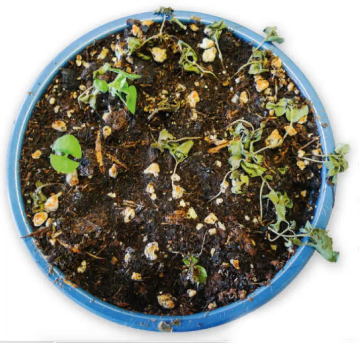 Pot of basil seedlings with most of the seedlings collapsed and shriveled on the soil surface
