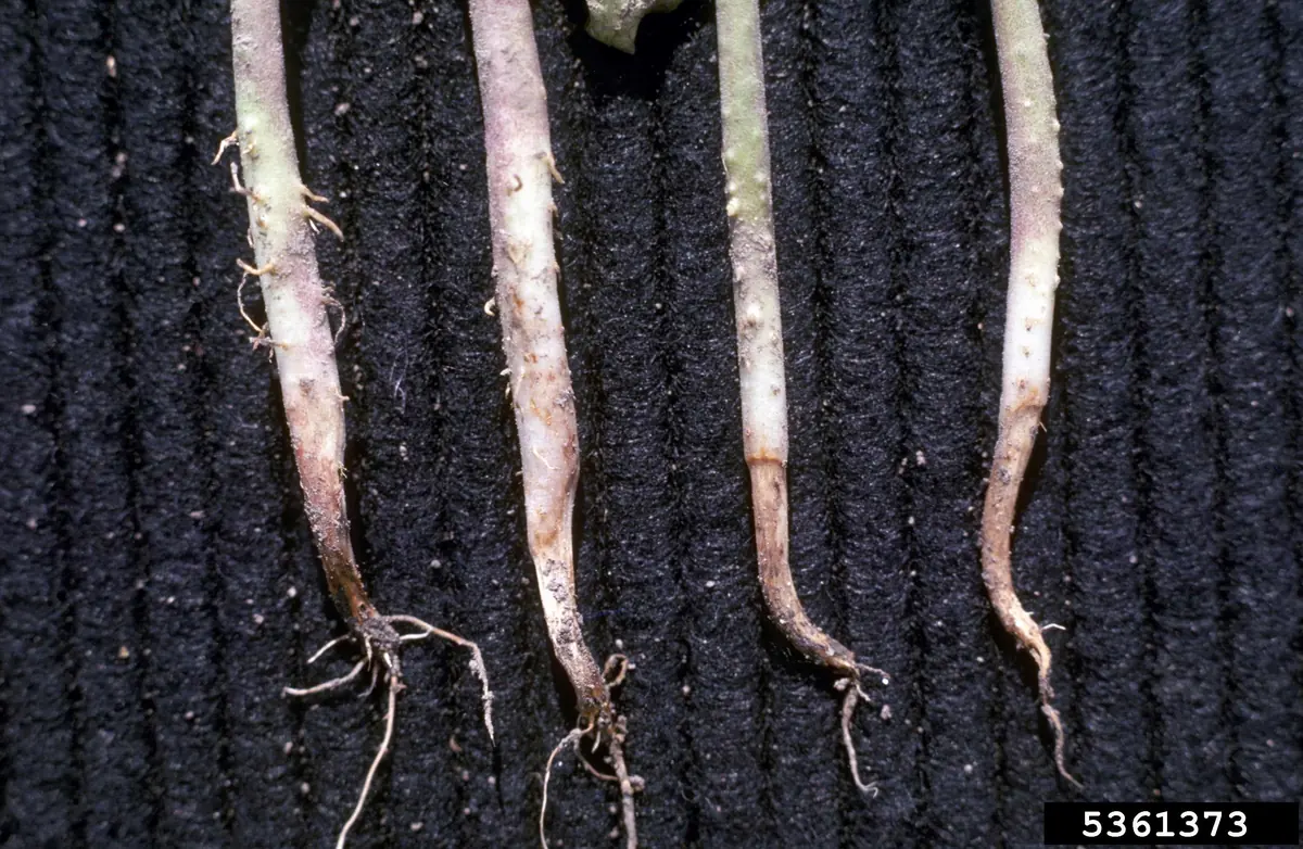 Four bean seedling stems with brown, shrunken, rotted sections just above the roots