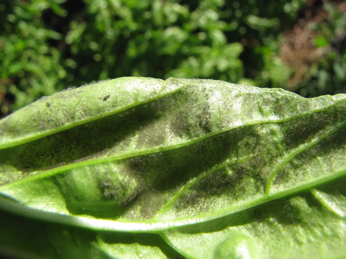 Underside of a basil leaf coated in dark gray downy spores