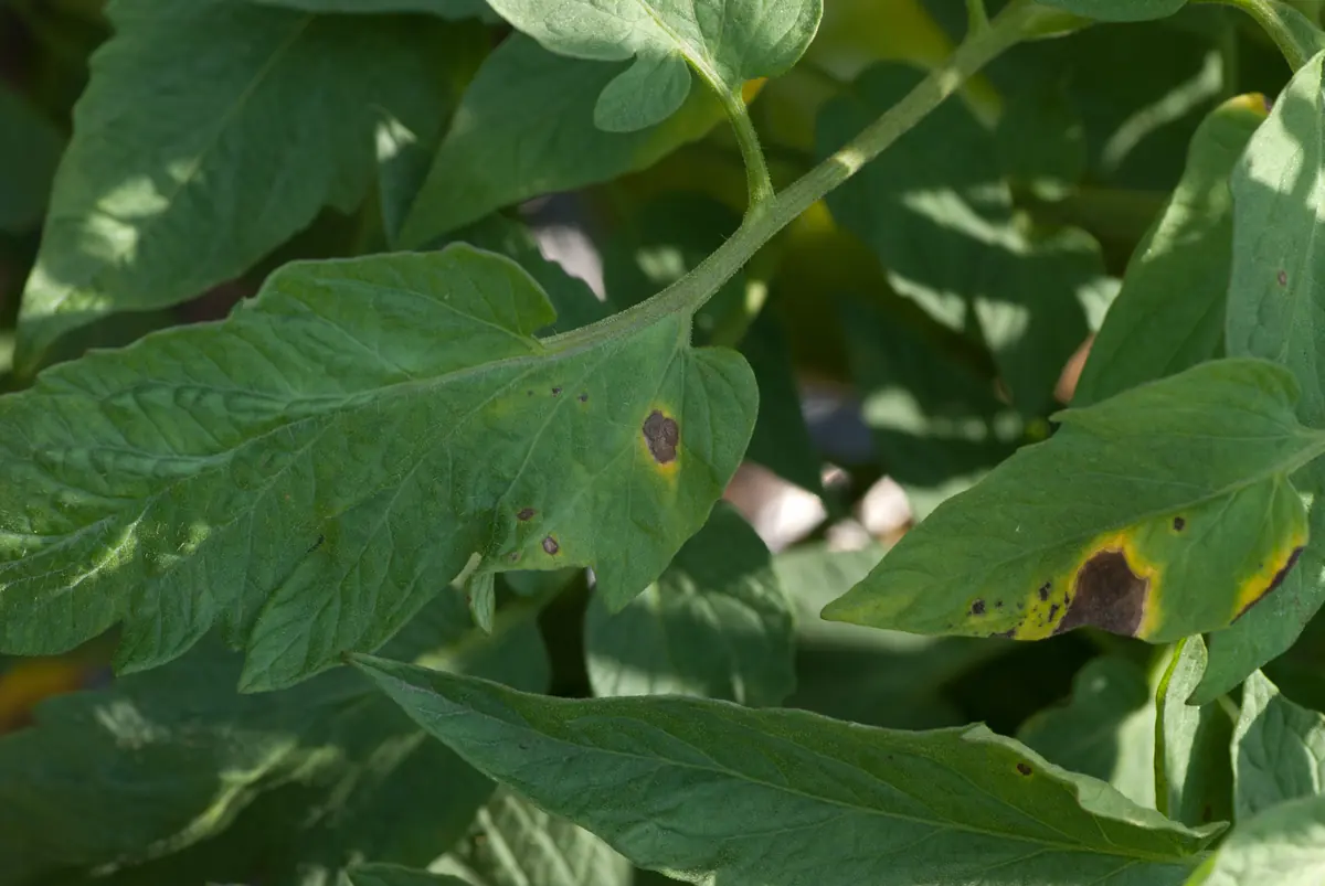 Tomato plant with several leaves carrying dark brown spots surrounded by yellow halos
