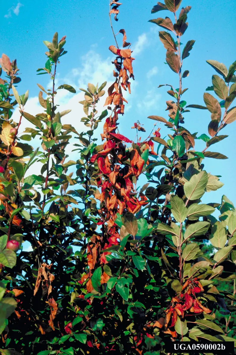 Apple shoots with clusters of dead, red-brown leaves still hanging among healthy green foliage