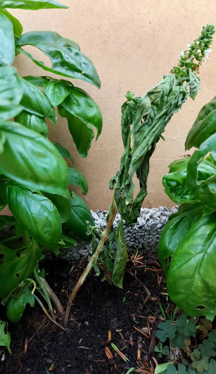 Basil plant wilted and collapsed with a brown stem base, between healthy upright basil plants