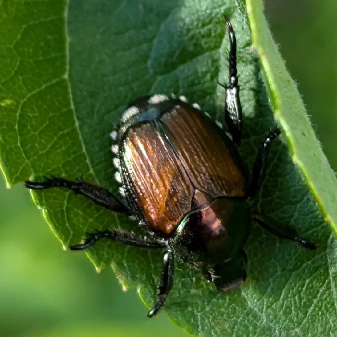 A Japanese beetle with a metallic green head and copper wing covers, with white hair tufts along its side, on a leaf