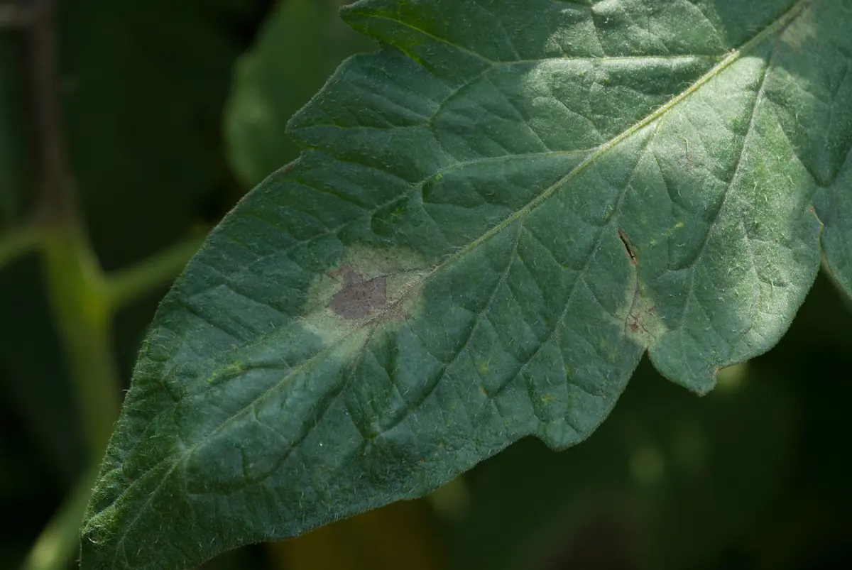Tomato leaf with an irregular brown patch surrounded by a pale green, water-soaked margin