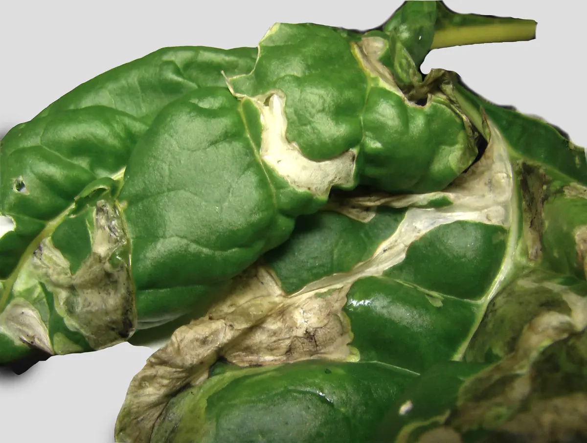 Swiss chard leaf with large pale, papery brown blotches where leaf miner larvae have eaten inside the leaf
