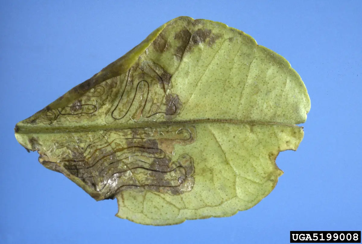 Citrus leaf with winding silvery tunnels, each with a thin dark line down the center