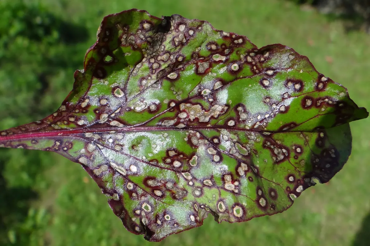 Beet leaf covered in round spots with pale centers and dark reddish-purple rings