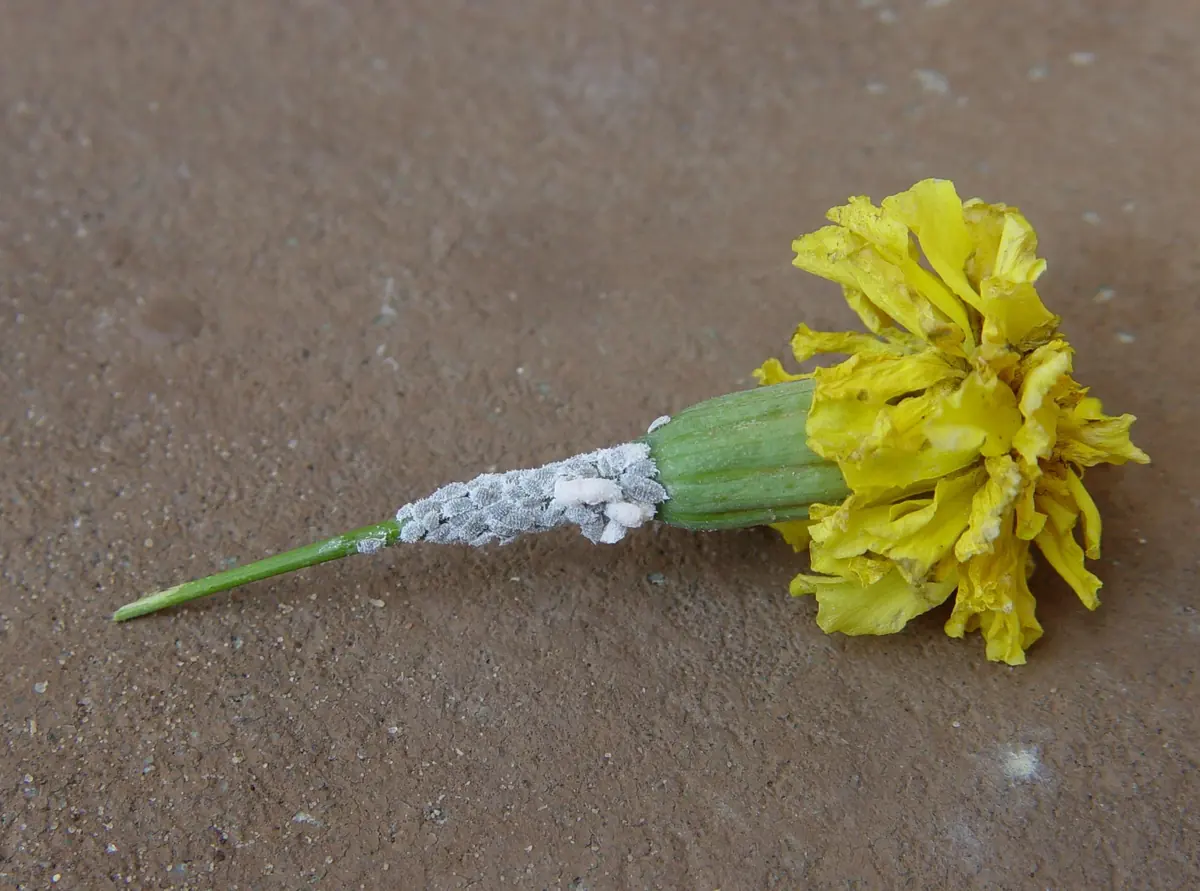 Dense cluster of white, waxy citrus mealybugs covering the stem just below a yellow marigold flower