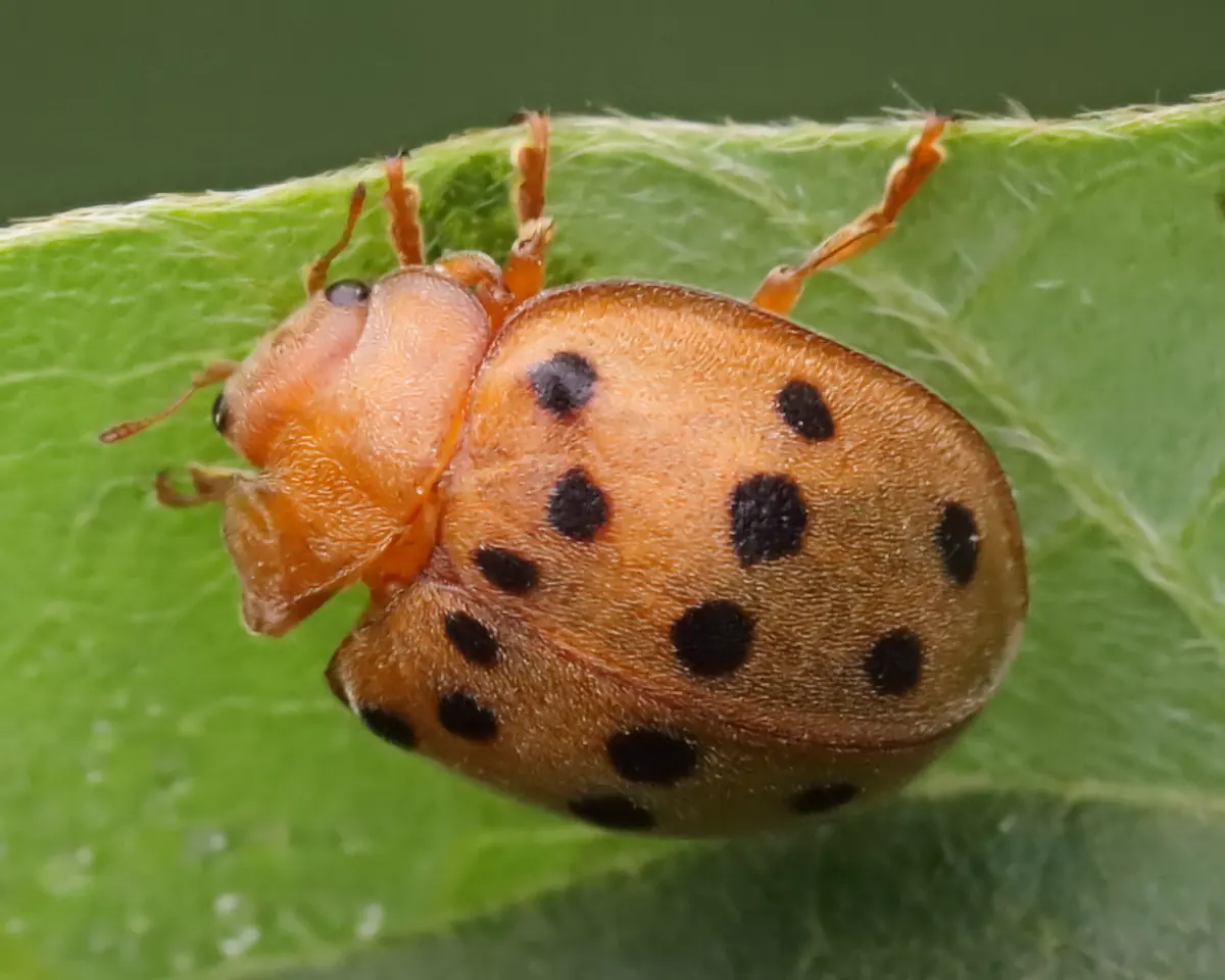 A rounded copper orange Mexican bean beetle with black spots on a green leaf