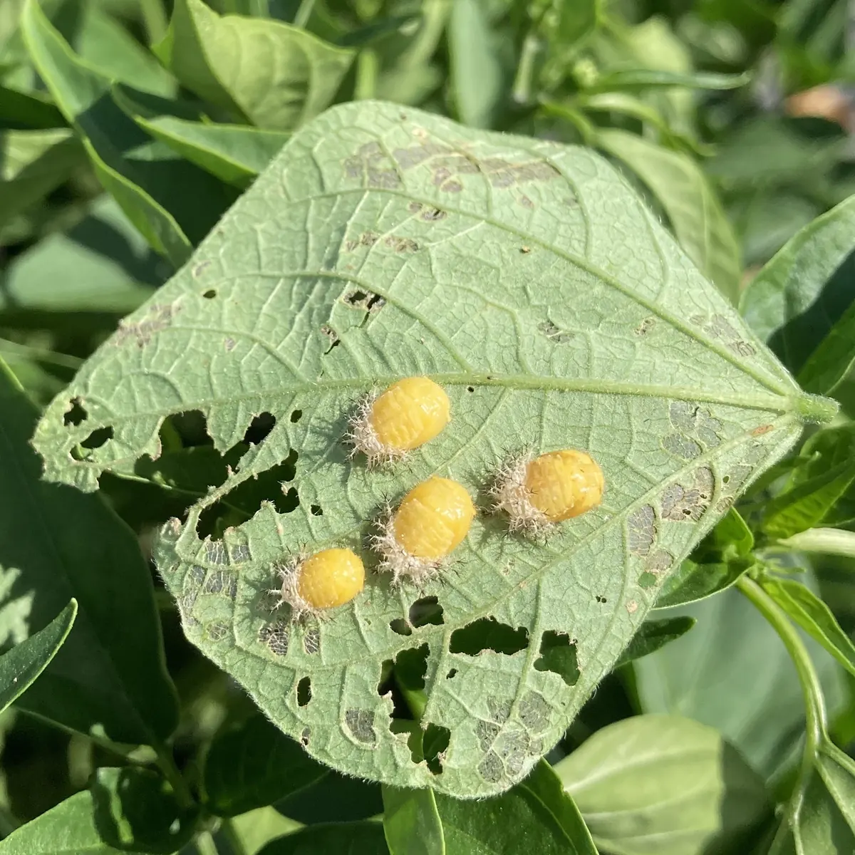 Several spiny yellow Mexican bean beetle larvae on a bean leaf eaten into a lacy skeleton