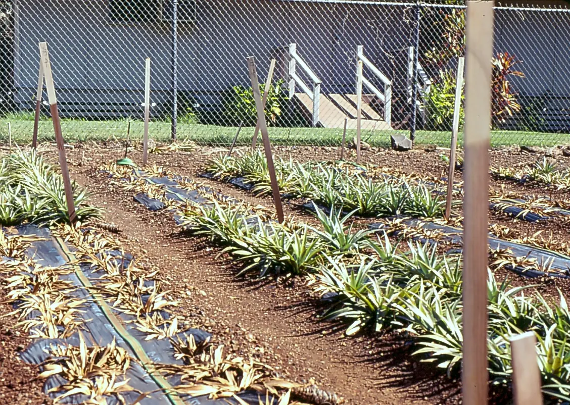 Rows of pineapple plants with many dead, straw-colored plants among green ones