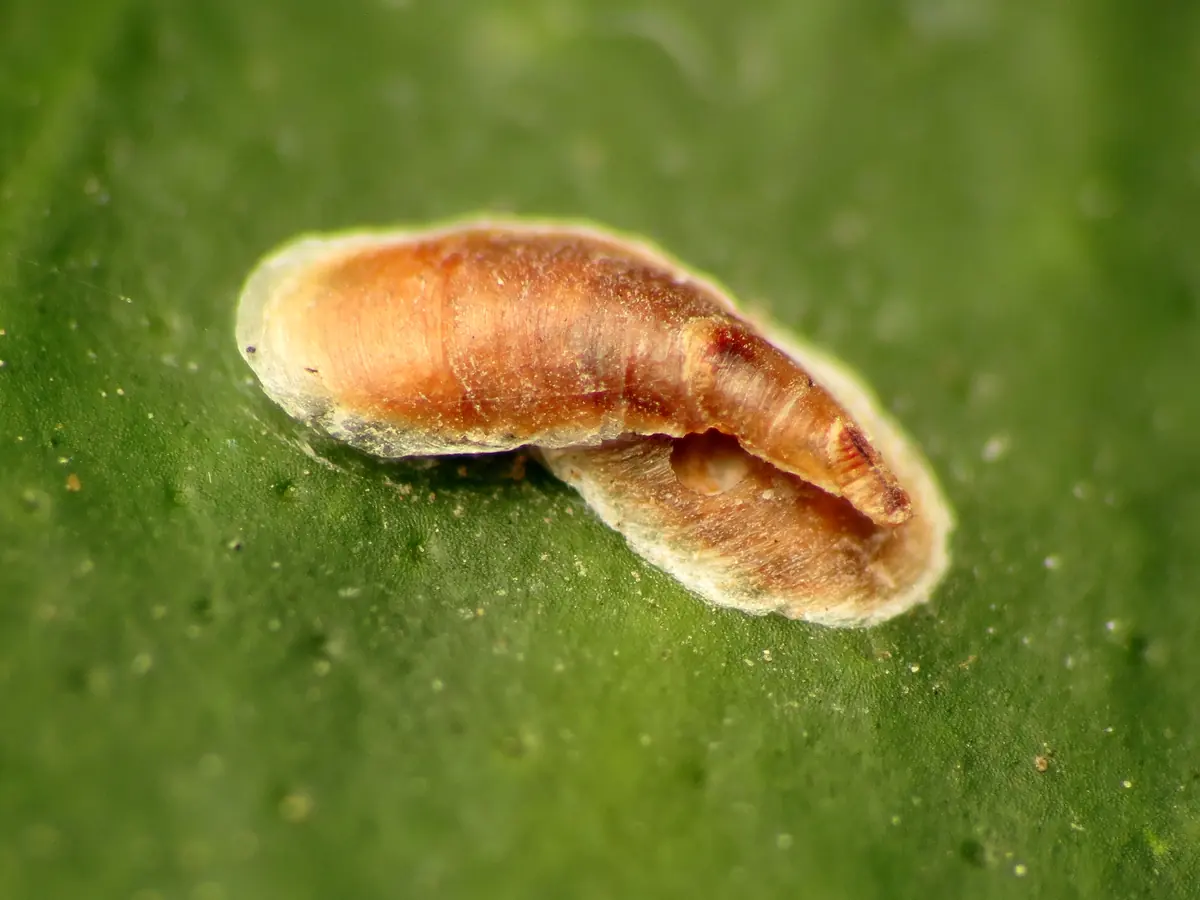 Close view of a long, comma-shaped brown armored scale cover on a green citrus leaf