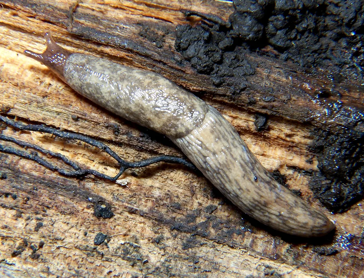 A pale gray-brown mottled slug with its tentacles extended, crawling over damp, rotting wood