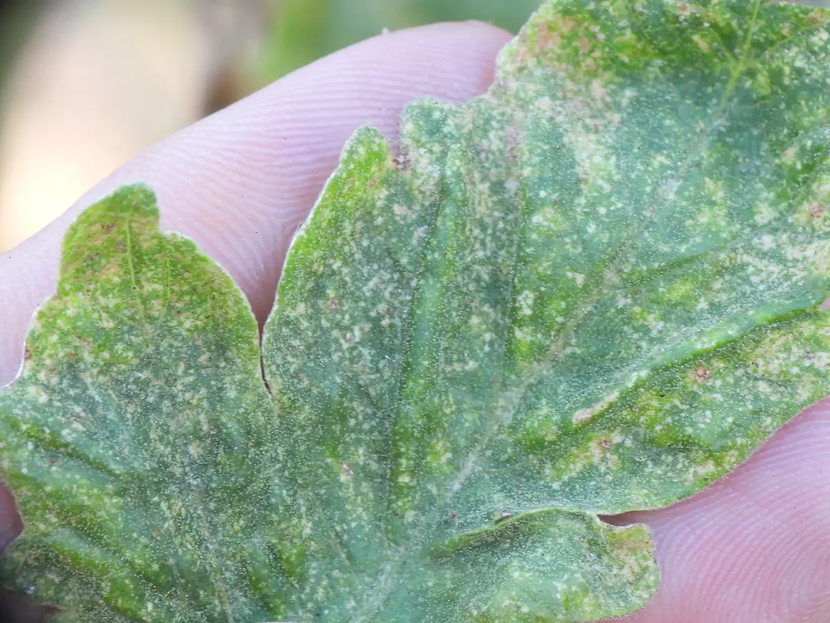 A leaf held in a hand showing fine pale stippling from spider mite feeding