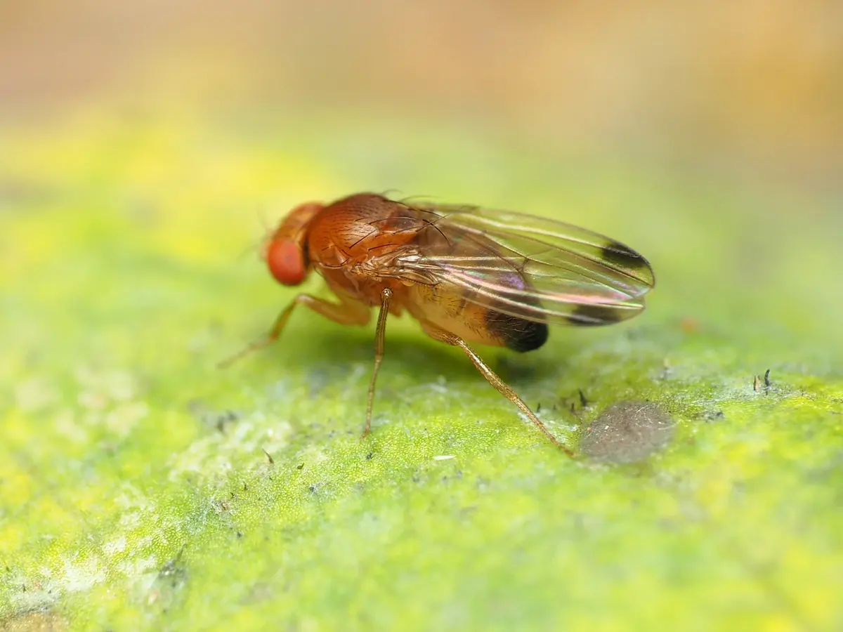 A small tan fly with red eyes and a dark spot near the tip of each wing on a pale green surface