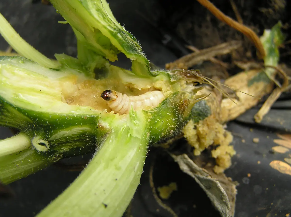 A zucchini stem sliced open to show a cream colored squash vine borer larva feeding inside