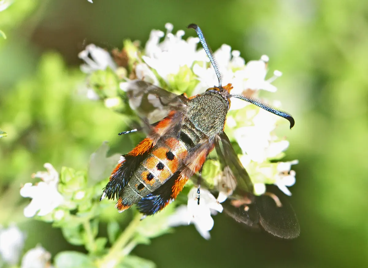 An orange and black squash vine borer moth with hairy hind legs feeding on small white flowers