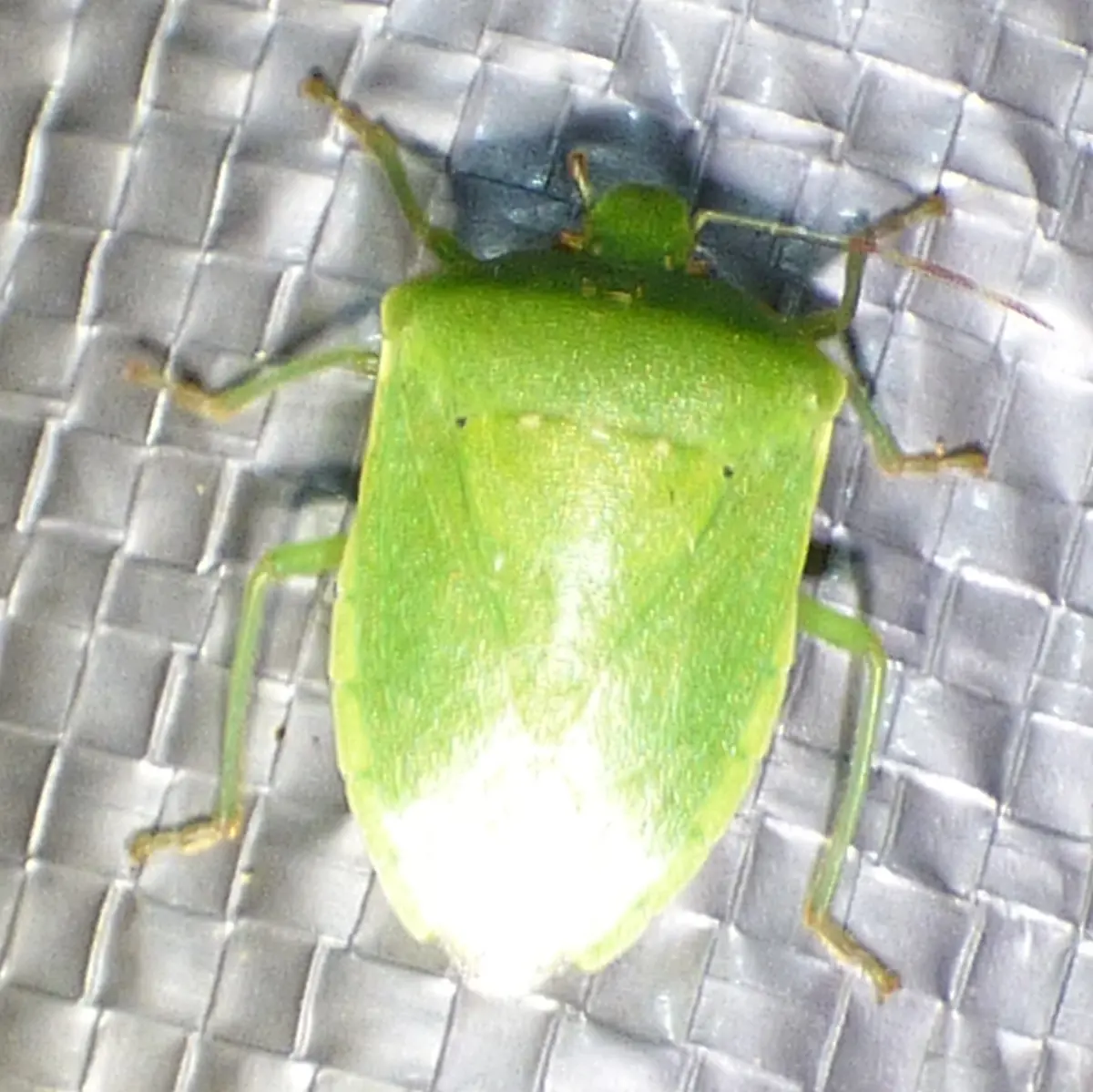 A bright green, shield-shaped southern green stink bug seen from above