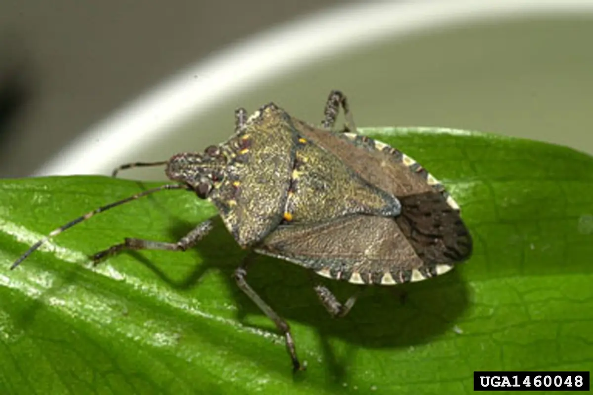 A mottled brown stink bug with banded antennae and a checkered edge to the abdomen on a green leaf
