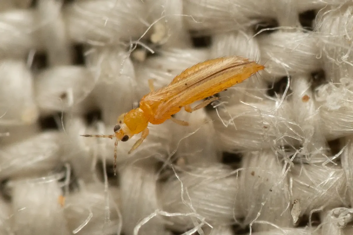 A slender yellow-orange western flower thrips on woven fabric