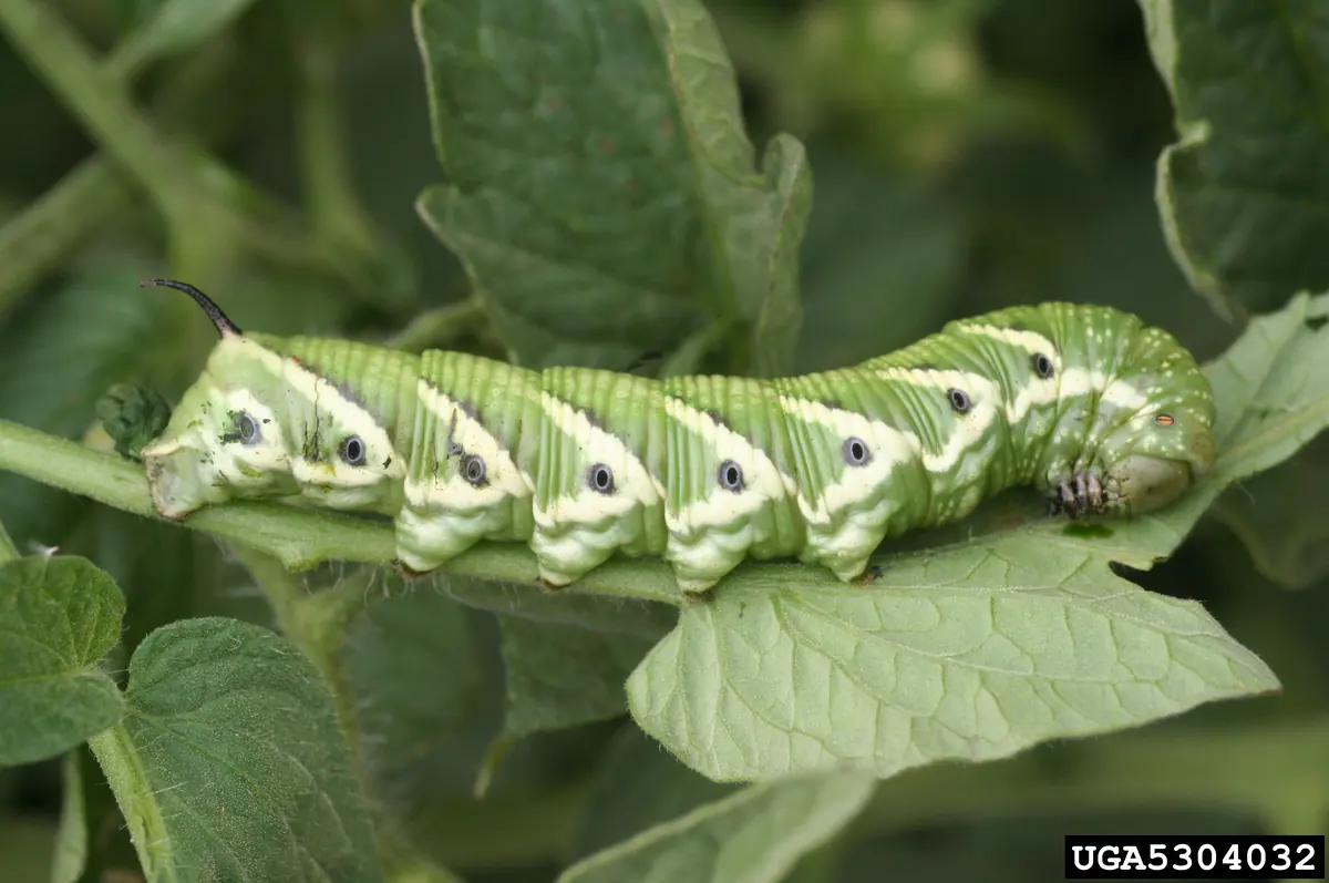 A large green tomato hornworm with white V-shaped marks along its side and a dark horn at the tail, on a leafy stem